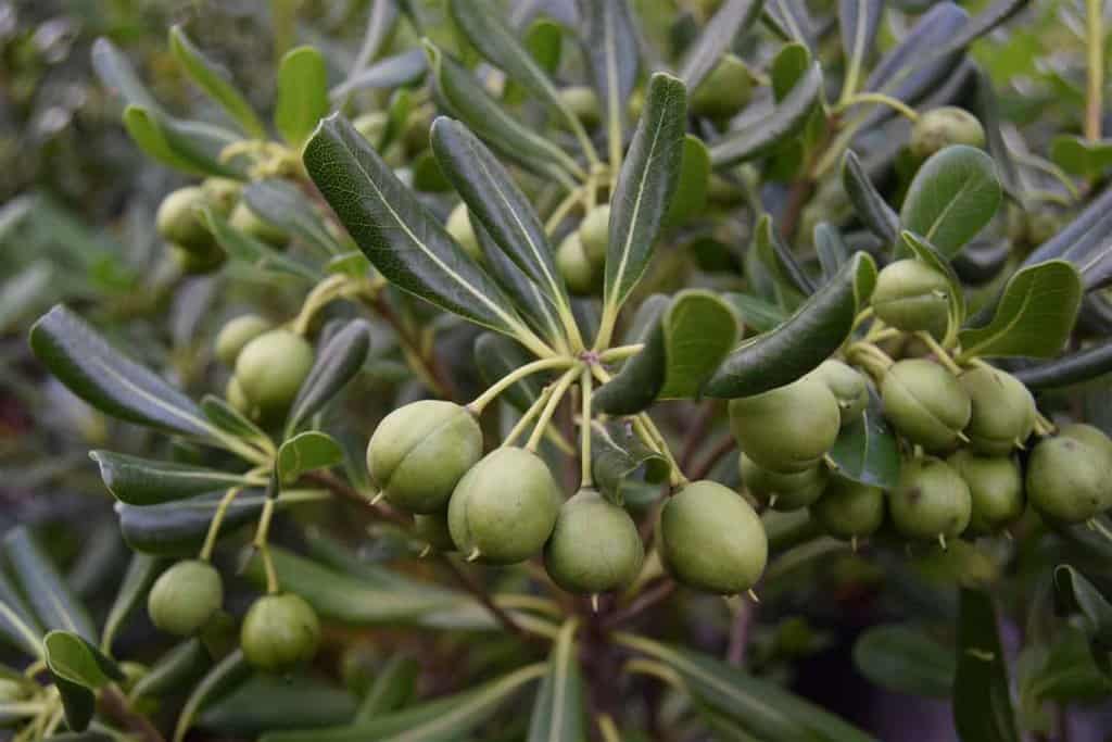 Pittosporum tobira 175-200 cm